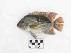 Iporanga Cichlid photo 2