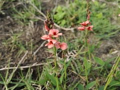 Indigofera sinusalgoae