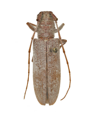 Living Beech Borer photo 4