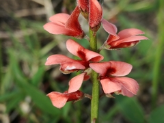 Indigofera sinusalgoae