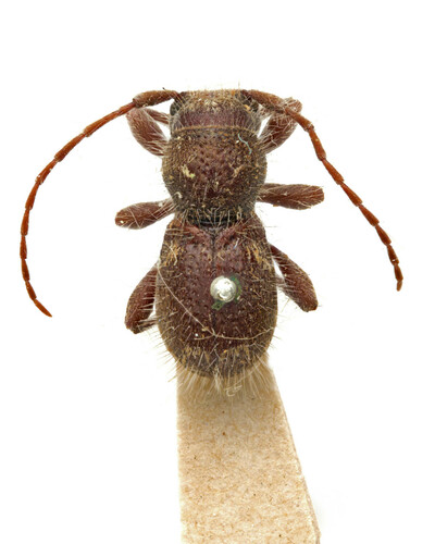 Hairy Borer photo 3
