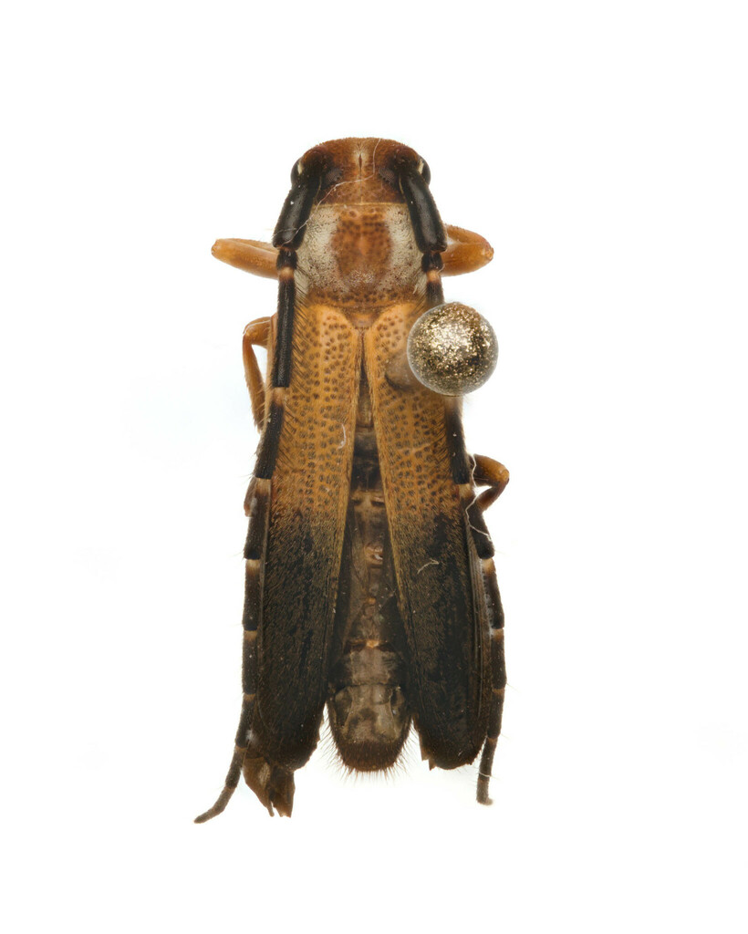 Isomerida albicollis