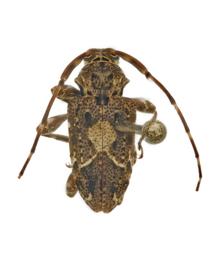 Lophopoeum centromaculatum