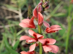 Indigofera sinusalgoae