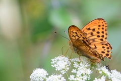 Argynnis sagana