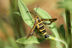 Carmenta wildishorum