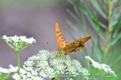 Argynnis sagana