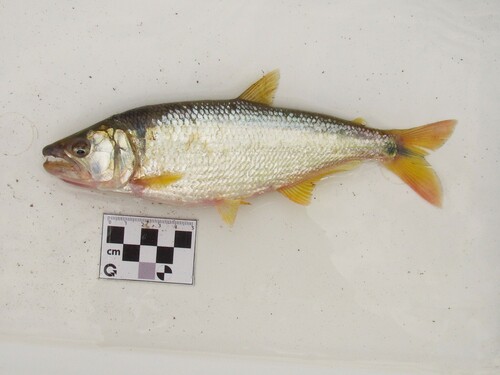 Shortmouth pike characin (Oligosarcus brevioris) — Characidae — 2