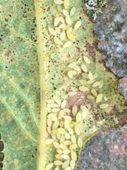 Hyperomyzus pallidus