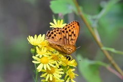 Argynnis sagana