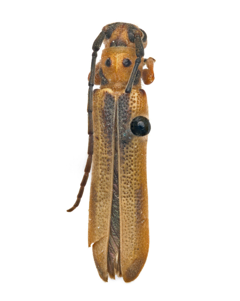 poplar branch borer