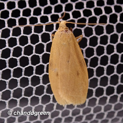 Paralithosia shaowuica