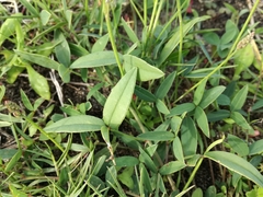 Indigofera sinusalgoae