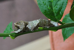 Heraclides cresphontes