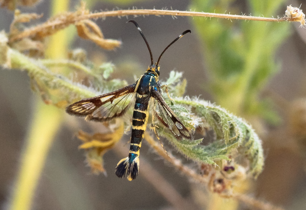 Carmenta wildishorum