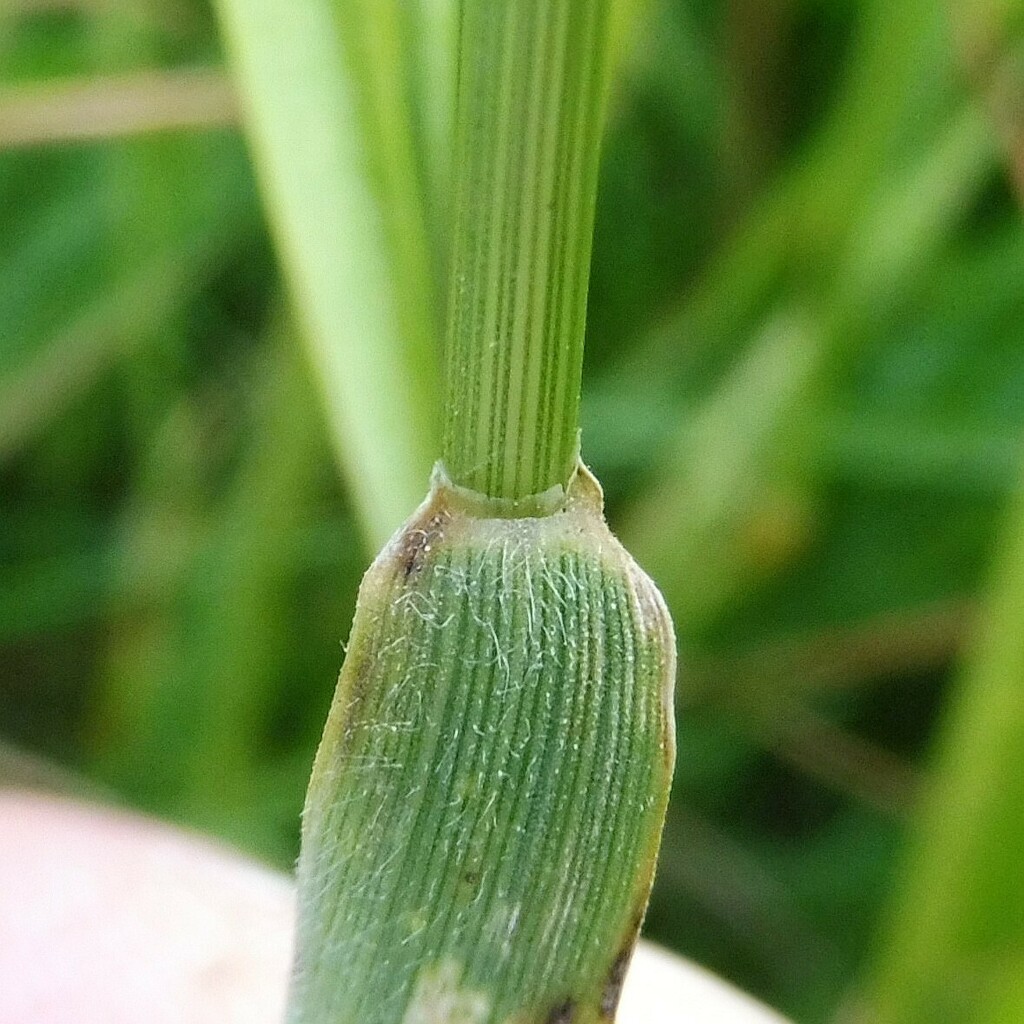 false rye barley