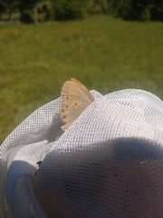 Coenonympha haydenii