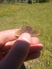 Coenonympha haydenii