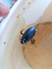 Dytiscus circumcinctus