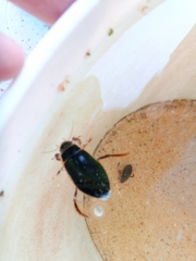 Dytiscus circumcinctus