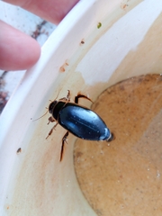 Dytiscus circumcinctus