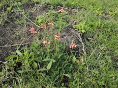 Indigofera sinusalgoae