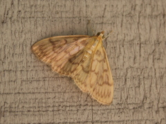 Crocidophora serratissimalis