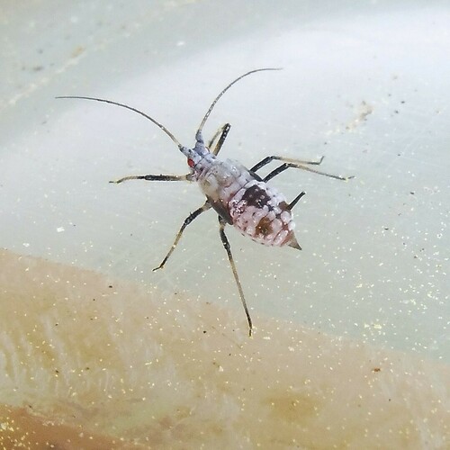 Masked Oxeye Aphid