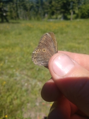 Coenonympha haydenii