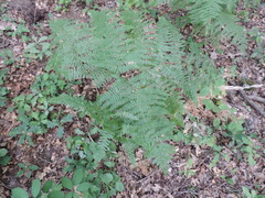 Pteridium pinetorum