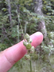Carex cumulata