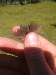 Coenonympha haydenii