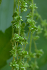 Urtica dioica