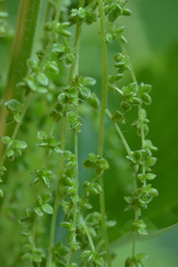 Urtica dioica