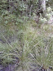 Carex cumulata