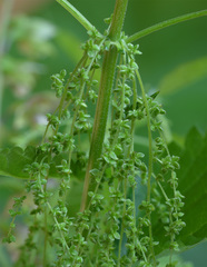 Urtica dioica