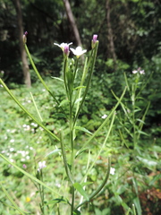 Epilobium