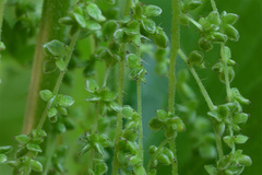 Urtica dioica