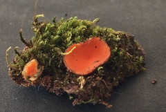 Scutellinia olivascens