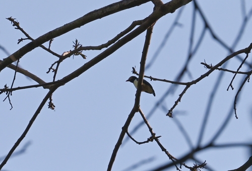 Red-billed Helmetshrike