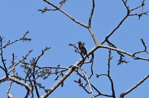 Bristle-nosed Barbet