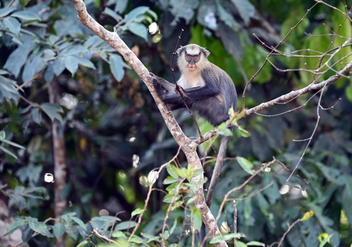 Campbell's Monkey