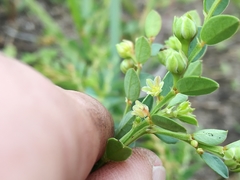 Phyllanthus heterophyllus