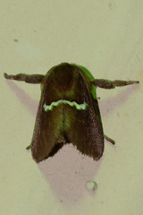 Monoleuca semifascia