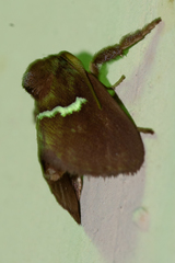 Monoleuca semifascia