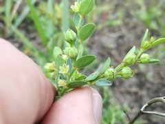 Phyllanthus heterophyllus