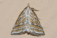 Leptosteges parthenialis
