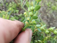 Phyllanthus heterophyllus
