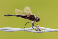 Macrodiplax balteata