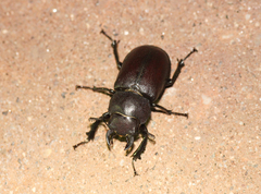 Lucanus mazama